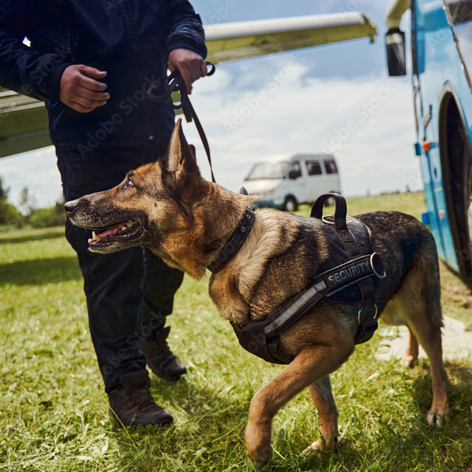 dog protection, dog handlers for more security